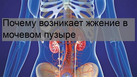 Почему возникает давление в мочевом пузыре у женщин?