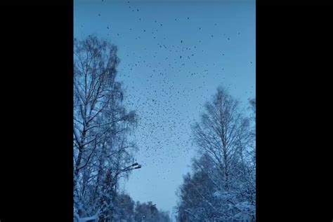 Почему в городе водится так много ворон