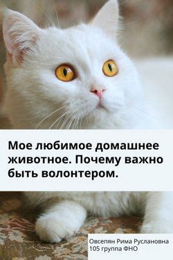 Почему домашнее обучение кота так важно?