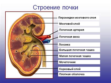 Почему и когда выполняют пересадку почки в подвздошную ямку