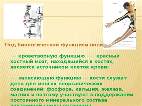 Почему кости могут выполнять кроветворную функцию