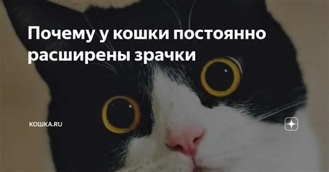 Почему коты вырабатывают больше слюны при гладке?