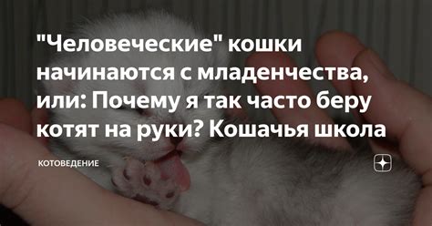 Почему кошачья природа часто отождествляется с интуицией и женской энергией?