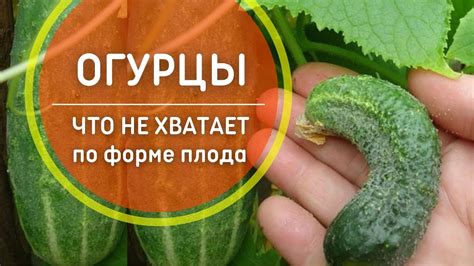 Почему огурцам нужен калий?