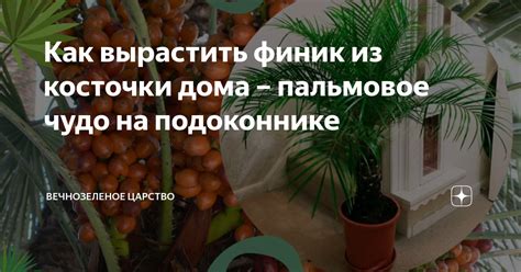 Почему опасно съесть косточку от финика?