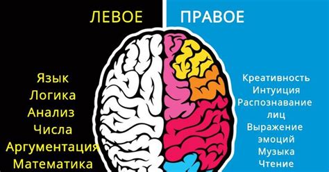 Почему правое полушарие влияет на творческий потенциал человека