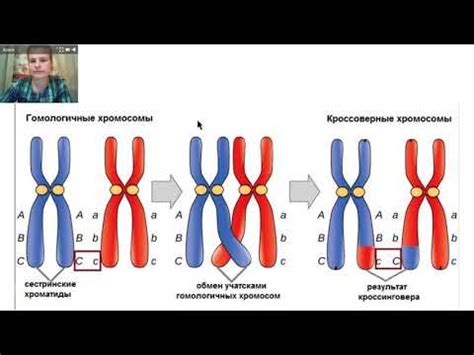 Почему происходит перекрестный кроссинговер?