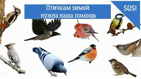 Почему птички в клеточке – распространенная тема сновидений: психологический разбор