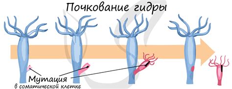 Почкование гидры: суть и влияние на тесты