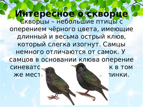 Появление грачей во снах: символика и значения