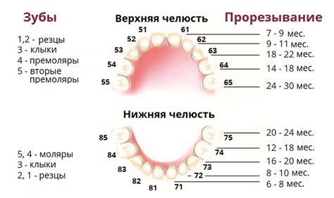 Появление новых зубов в сновидении: самообновление и сила роста