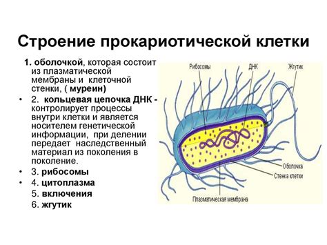 Появление прокариотических клеток