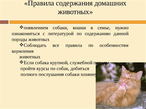 Правила содержания орущей кошки