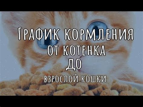 Правильный график кормления кошки