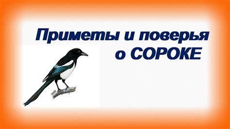 Практические рекомендации по анализу сновидения о сороке, пожирающей пищу животного происхождения