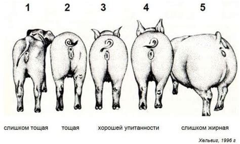 Практическое значение снов о отправке поросят с участка для саморазвития