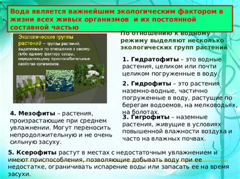 Практическое применение познания снов о увлажнении растений в ёмкостях