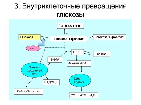 Превращение углеводов в жировую ткань