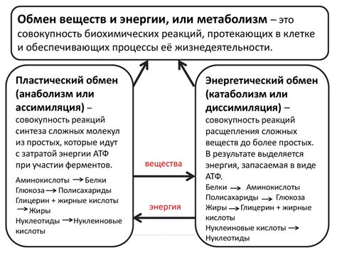 Превращение энергии снов о обильном подносе с разнообразными блюдами в жизнь