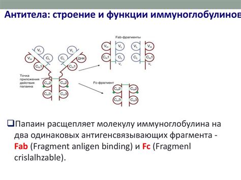 Пределы действия иммуноглобулина Е