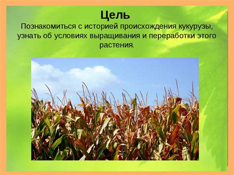 Предзнаменование обильного урожая: кукуруза в сновидениях