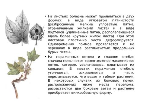 Предзнаменование удачи и возможностей: зеленое плодородие на ветвях