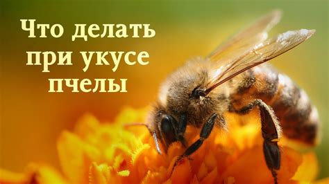 Предостережение о возможной опасности: что означает сон об укусе пчелы?