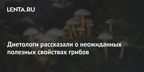 Предупреждение о возможной опасности: сон о плесневелом ведре грибов