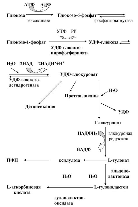 Преимущества глюкуроновой кислоты для организма