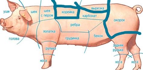 Преимущества и особенности карбоната и окорока при запекании