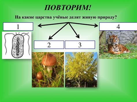 Преимущества среды обитания на дереве