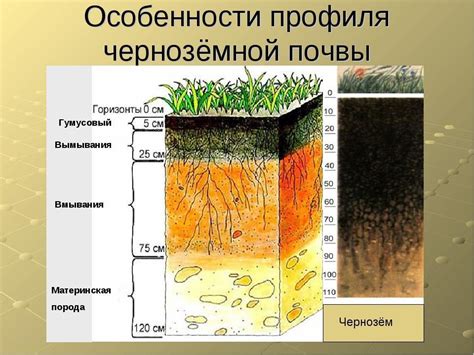 Преимущества чернозема в теплице