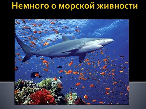 Преисполнение желаний: Благоприятные значения снов о огромной морской живности