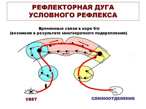 Признаки условной рефлекторной связи