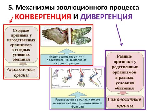 Примеры бинарных названий в биологии