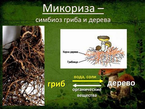 Примеры грибов паразитов и их адаптации к жизни на определенных растениях и животных