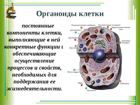 Примеры органоидов в биологии 6 класс