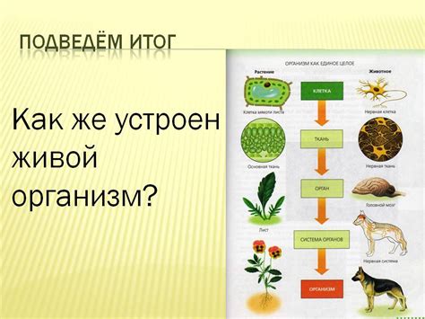 Примеры открытых систем в живых организмах