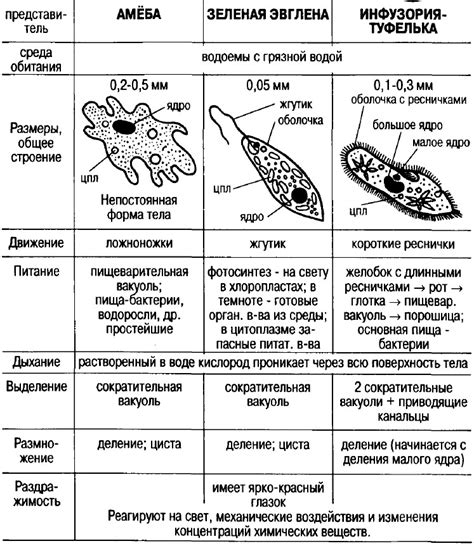 Примеры простейших животных и их распространение