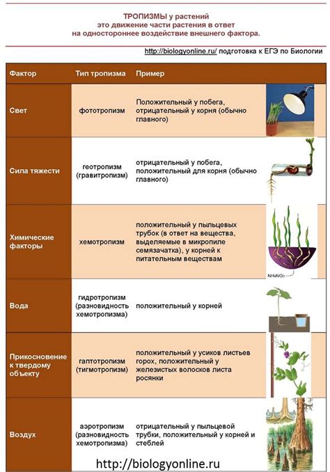 Примеры тропизмов