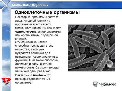 Примеры экспериментов с одноклеточными организмами