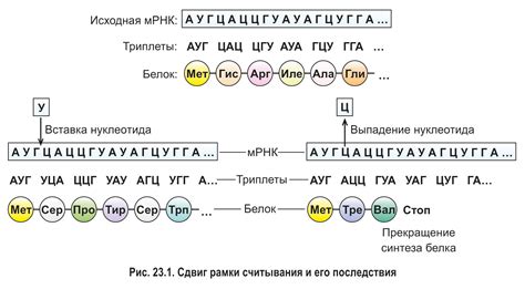 Принципы триплетности кода в дешифровке генетической информации