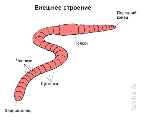 Присутствие дождевого червяка в сновидении: таинственное знамение или случайное проявление?