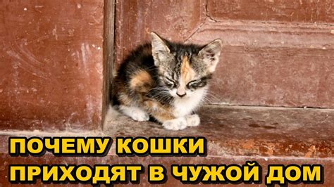 Приход кошки в чужой дом