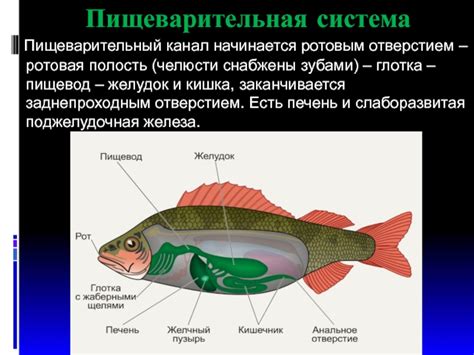 Причина 3: Особенности пищеварения у рыб