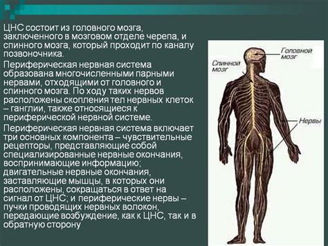 Причина 4: Сжатие нервных окончаний