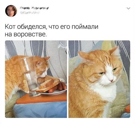 Причины, по которым кот может закрывать глаза