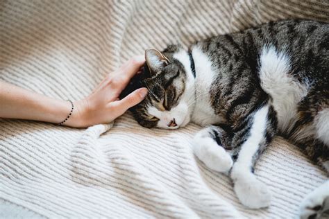 Причины, по которым кошки и собаки спят с хозяевами