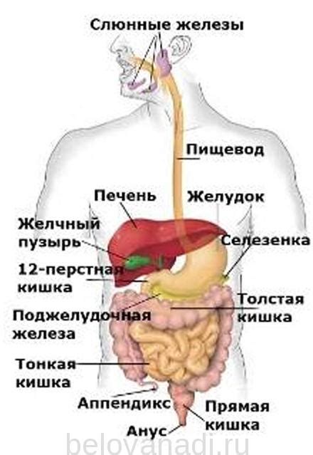 Причины, связанные с пищеварительной системой