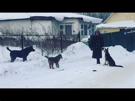 Причины агрессивной реакции собак на собак